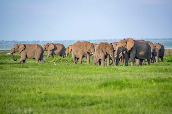Safari Tour Operators