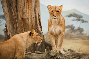 Safari Tour Operators